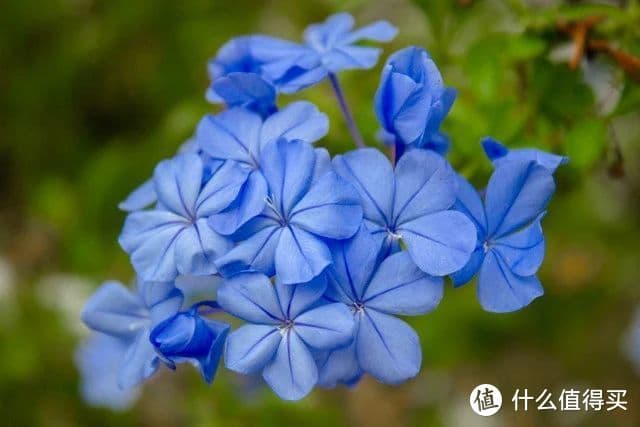 7种花夏天要“富养”，浇水施肥才能长得好，开“爆花”
