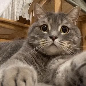 一键生成动态表情：AI教程教你如何制作动图GIF