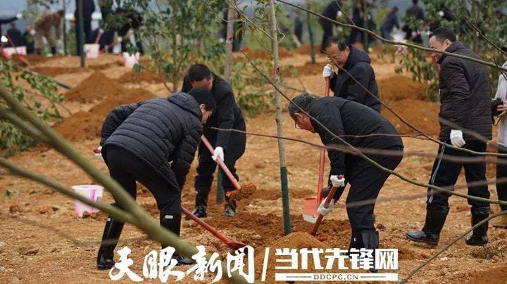开年植树这件事，贵州为什么能坚持11年？