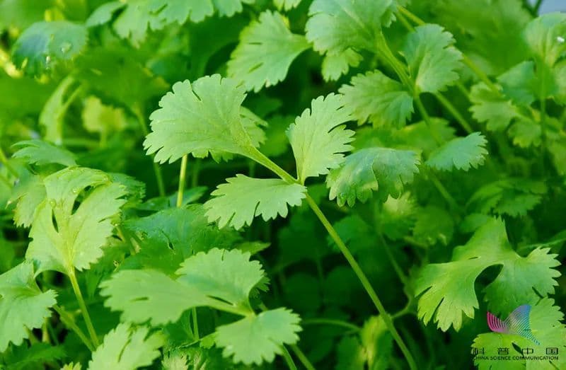 香菜的气味从哪来的？爱不爱吃是由基因决定的？
