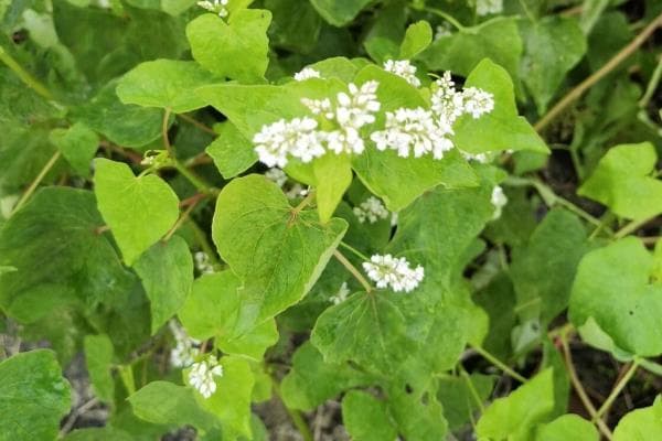 荞麦和苦荞麦有何区别，品种、叶片、茎干等方面均不同
