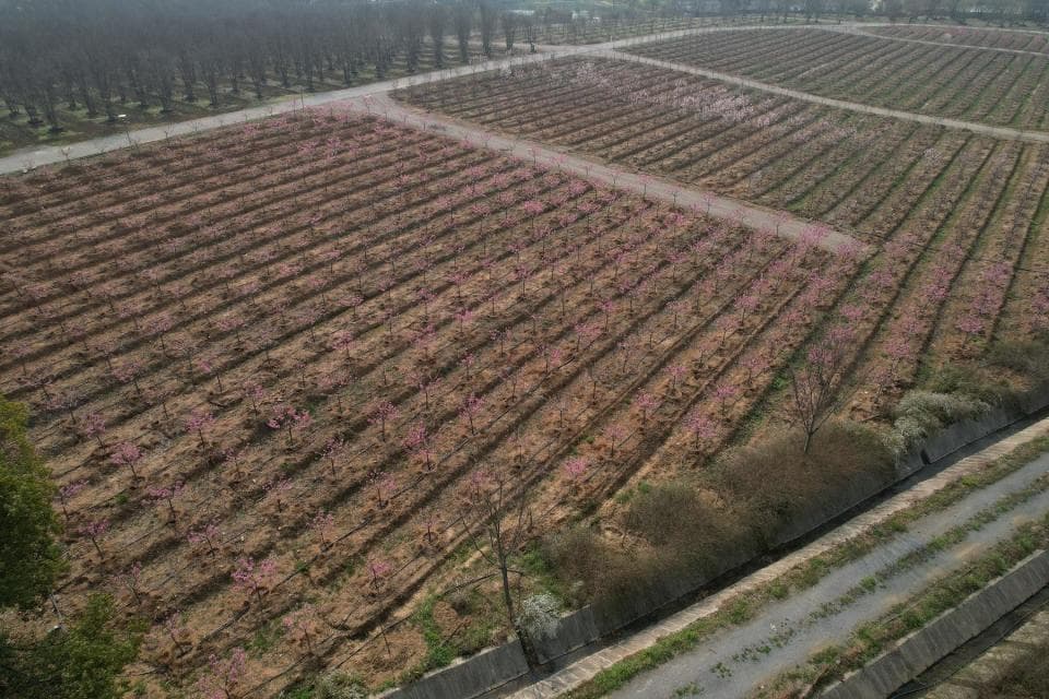 武汉最大樱花培育基地：6000余株樱花树经历降雪考验