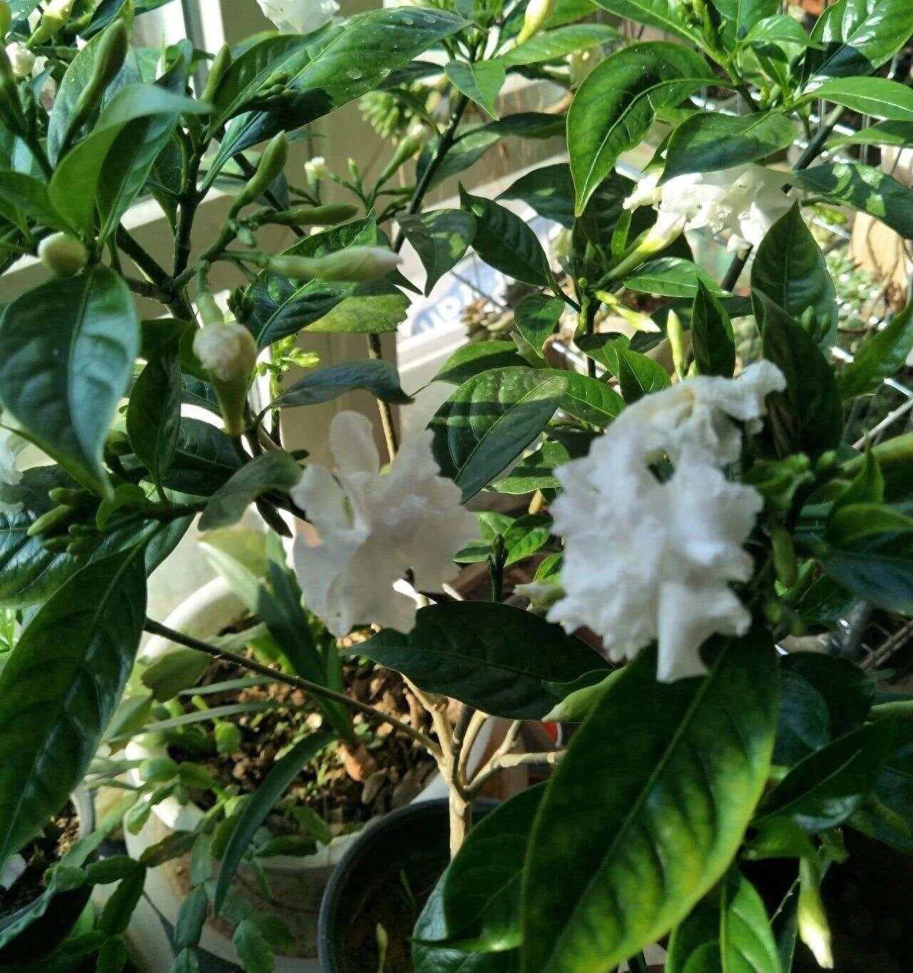 从夏开到秋的飘香藤，现在入手养植，赏花200天，教你养护技巧！