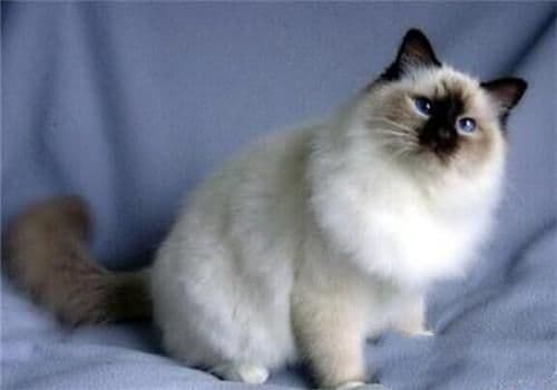 养猫家庭异味处理指南：从粪便管理到猫咪卫生