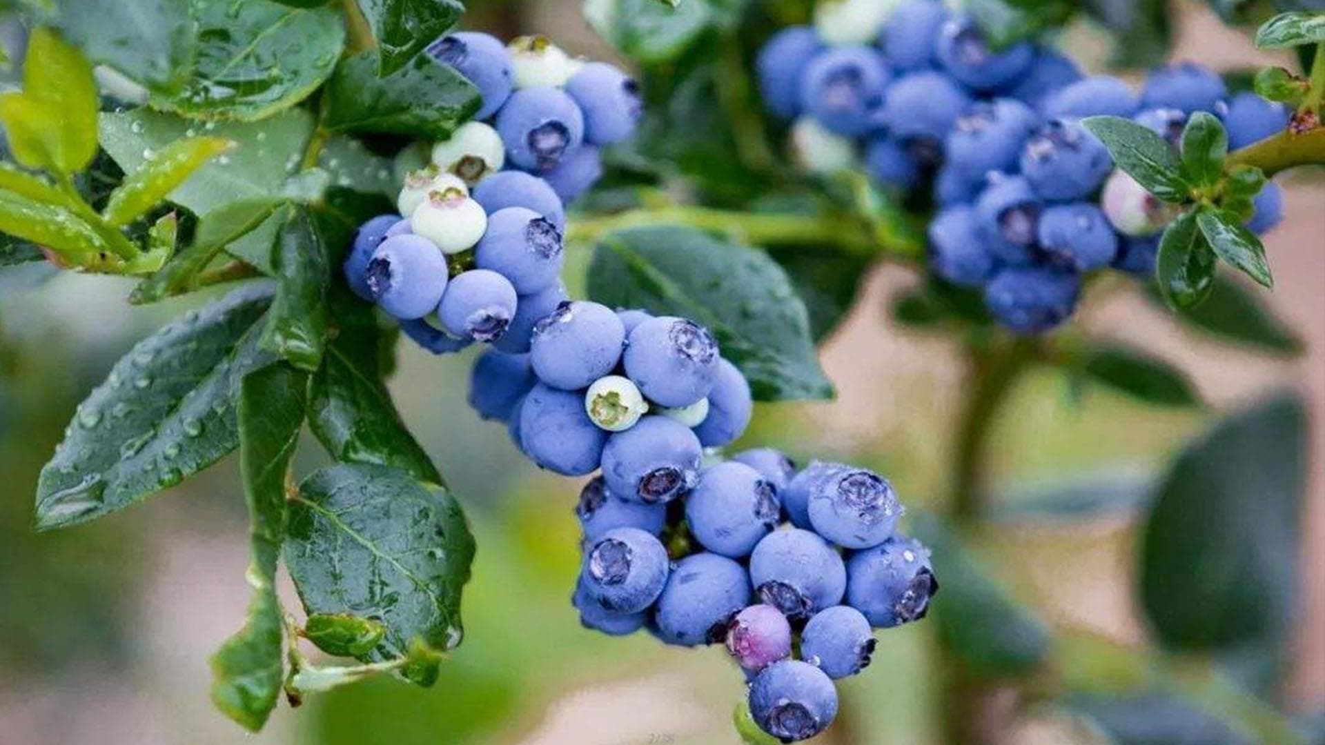 盆栽蓝莓的种植与养护：从选苗到冬季管理的全面指南