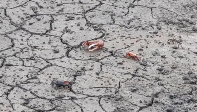 千亩“海上森林”背后：北海如何走出红树林保护之路？