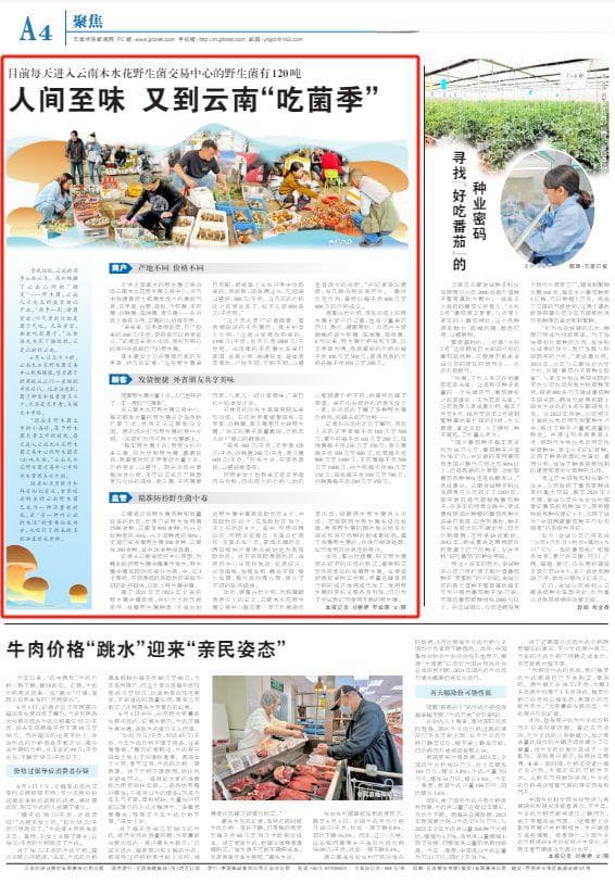 人间至味 又到云南“吃菌季”