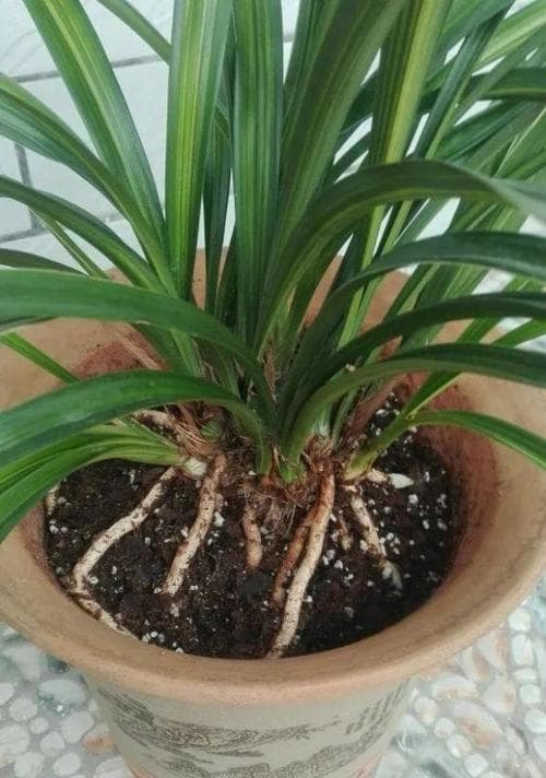 生根粉浇花正确使用方法（生根粉的作用、选择和使用注意事项等详解）