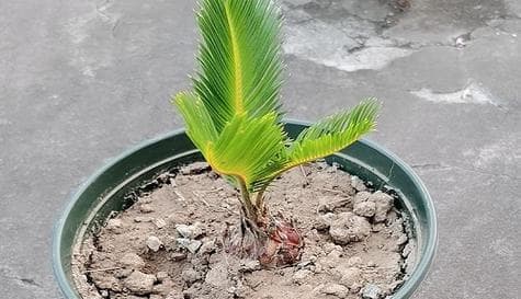 铁树种子的营养价值及食用方法（探究铁树种子的健康功效与美食魅力）