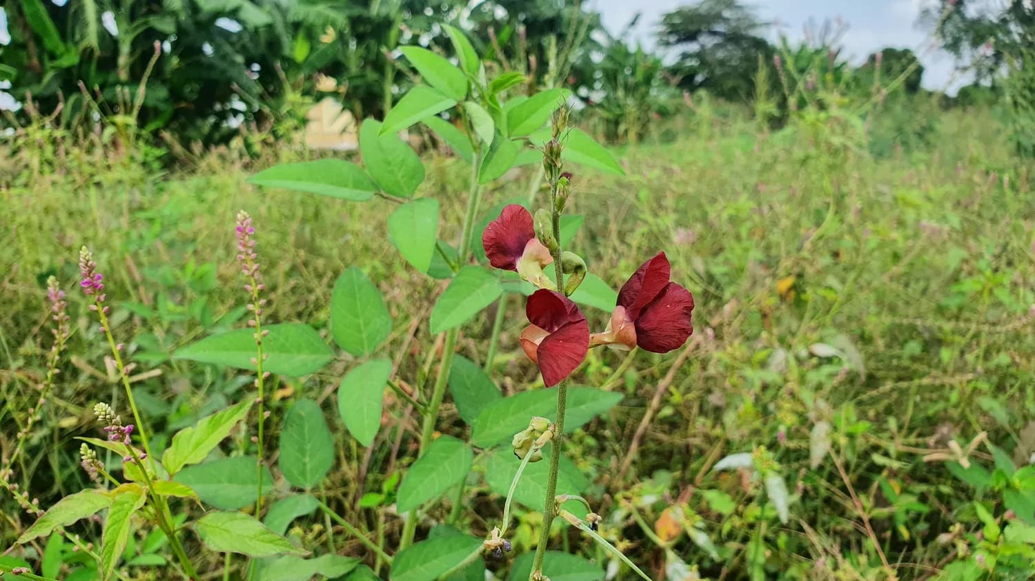 中国药科大学团队揭示伞形科植物中复杂香豆素生物合成新机制
