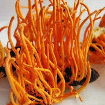 药食同源界低调的“黄金草”——蛹虫草