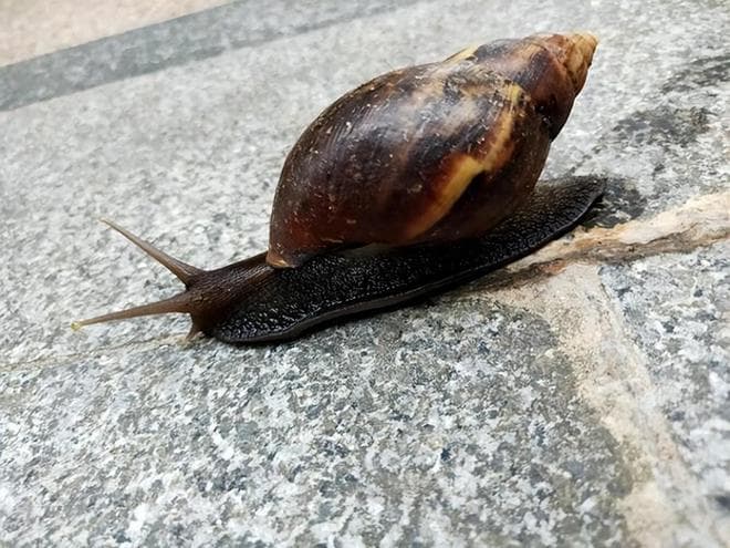 非洲大蜗牛入侵中国，雨天出没请远离
