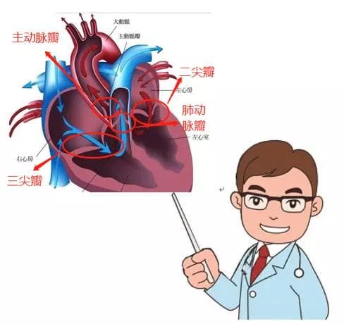 心脏瓣膜反流究竟是怎么回事？轻度中度中度瓣膜反流要紧吗？
