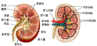 肾脏的血液循环