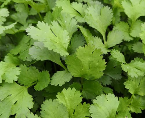 芫荽：从中药到香料的多重价值