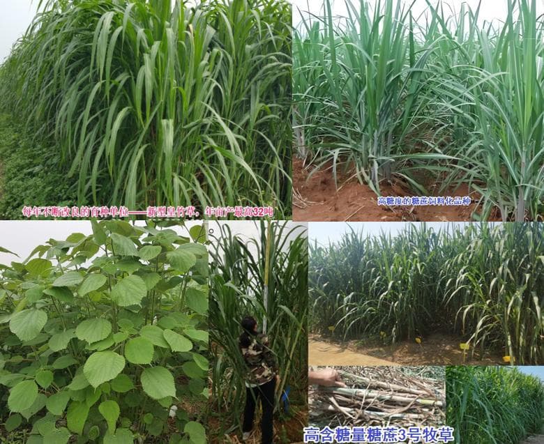 种草养猪实用新技术：牧草发酵成高品质饲料形成生态循环养殖