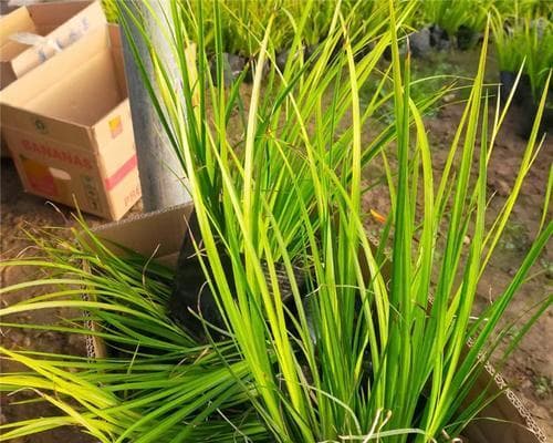 石菖蒲的生长环境研究（喜阳与喜阴的探究）