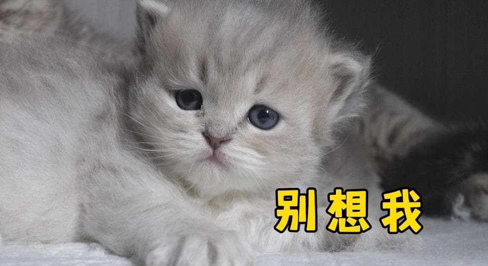 点对点协议PPP详解：从基本概念到工作状态