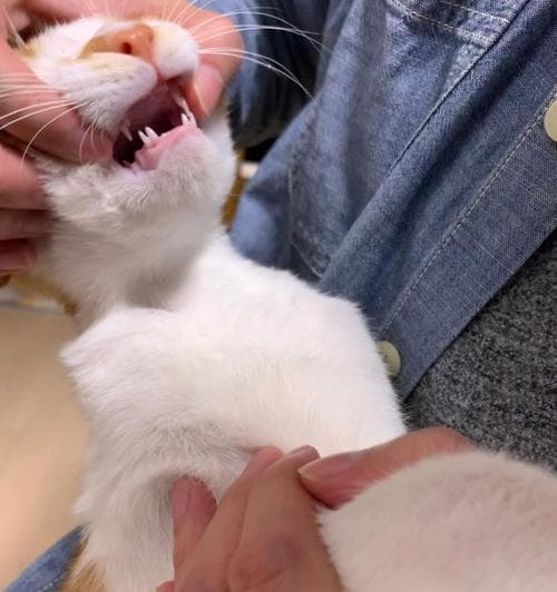 换牙期猫咪的饮食护理指南：从营养到习惯全方位呵护