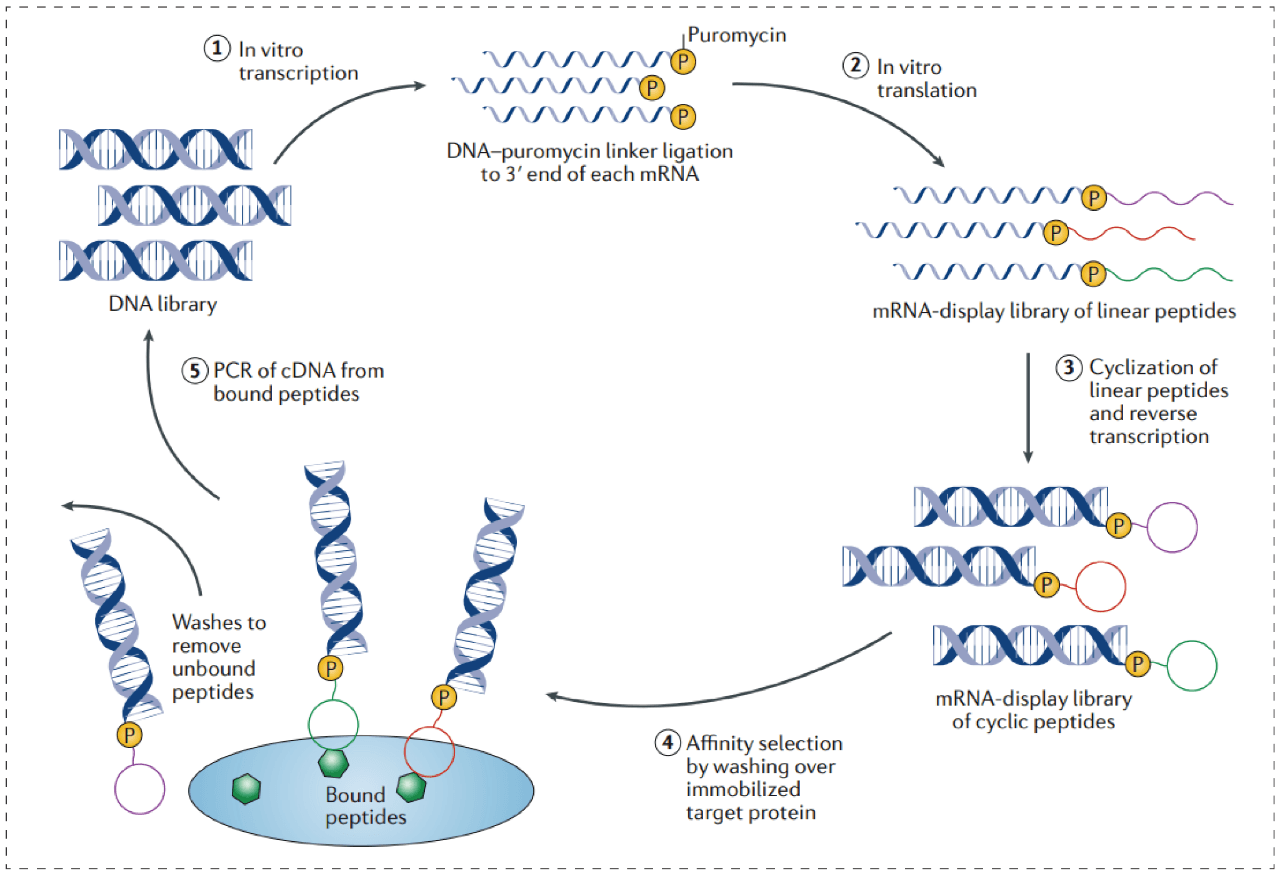 mRNA Display技术，探索蛋白类药物研发新前沿