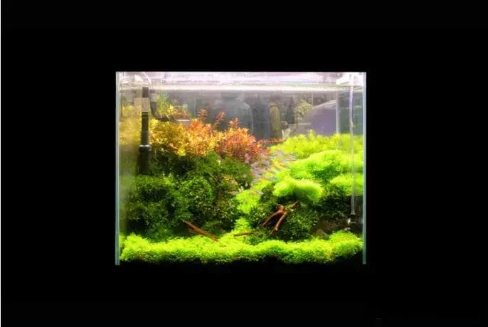 水族箱造景之水族灯完全指南