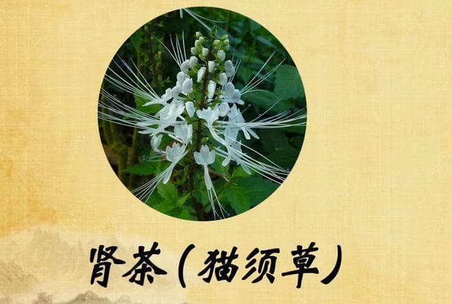 猫须草，又叫肾茶、化石草，有4大作用，农民朋友要了解！