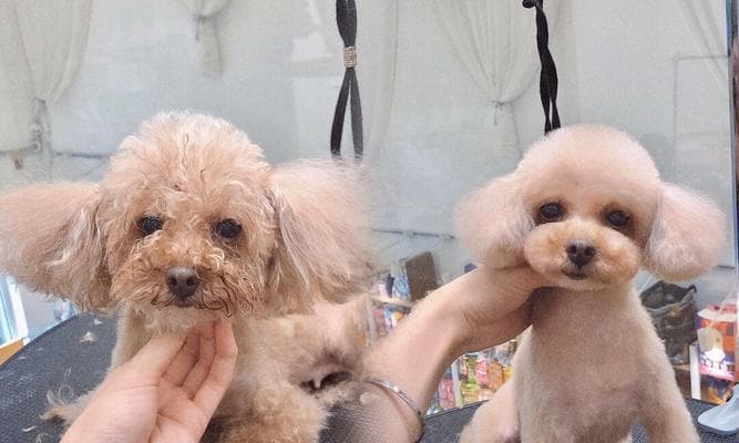打造贵宾犬完美造型的全方位美容攻略