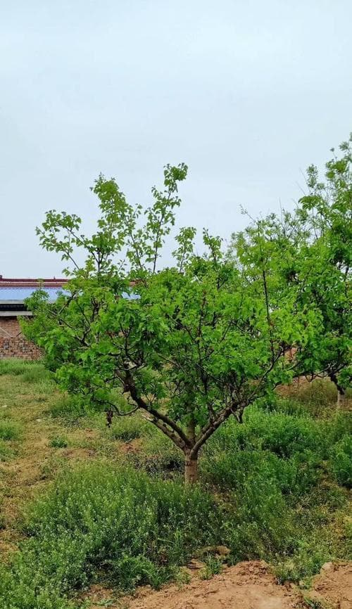 家庭种植山楂树：从选苗到收获的全程指南