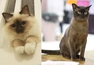 几岁大的毛孩，其实已经活了半辈子……有些品种的猫狗相对更长寿