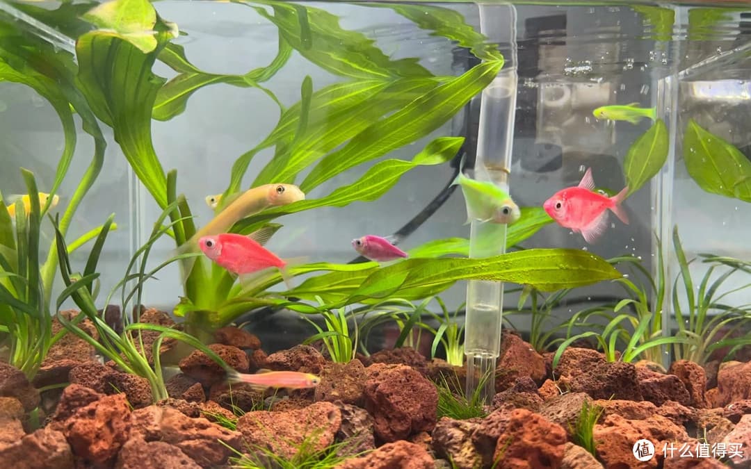 新手必看 | 快速上手轻松养活水草