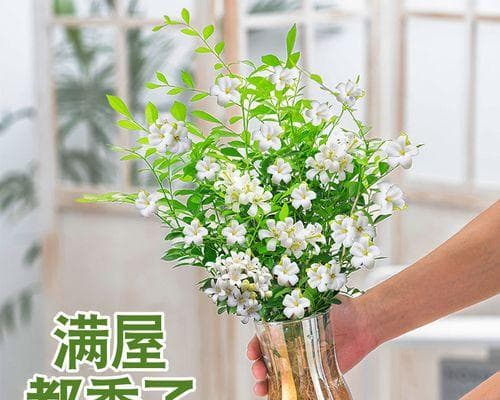 水培九里香的养殖方法