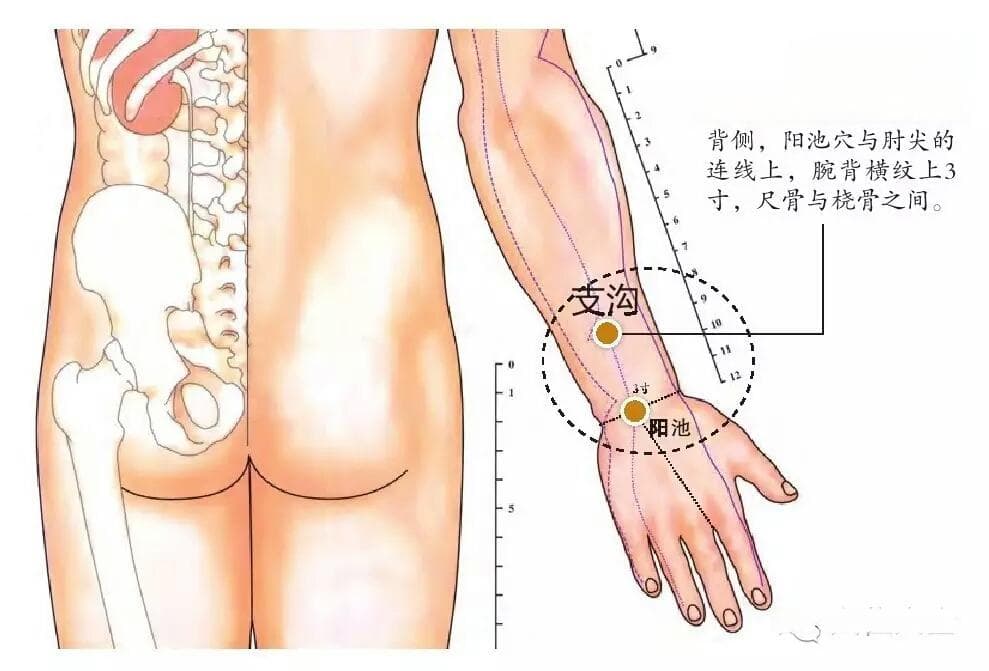 按揉/针灸支沟穴——便秘的克星