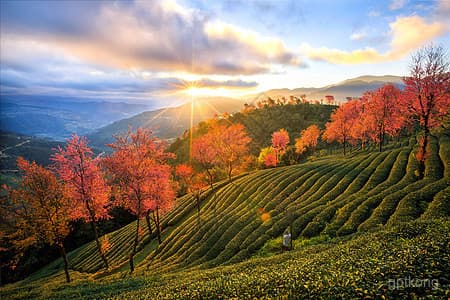 🌸樱花谷：太湖之畔的春日盛景