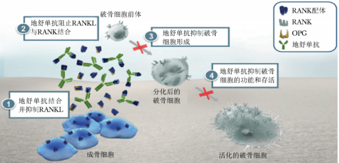 「骨保护神药」地舒单抗比唑来膦酸更好吗？