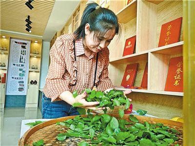 桑叶变身致富叶