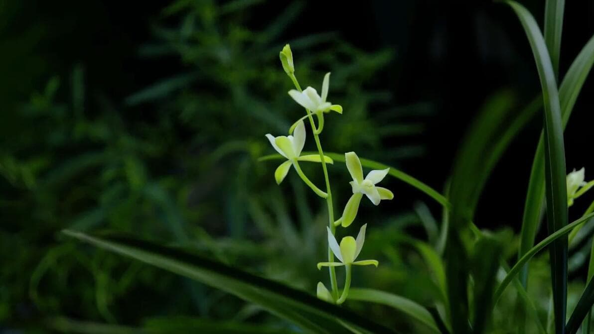 这些香气独特的花朵    你最喜爱哪一种？