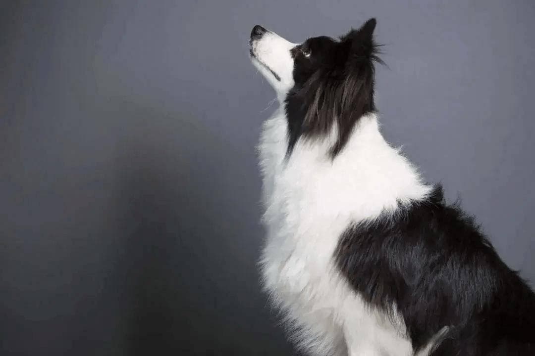 边境牧羊犬演化出四种类型，各展风采的牧羊高手