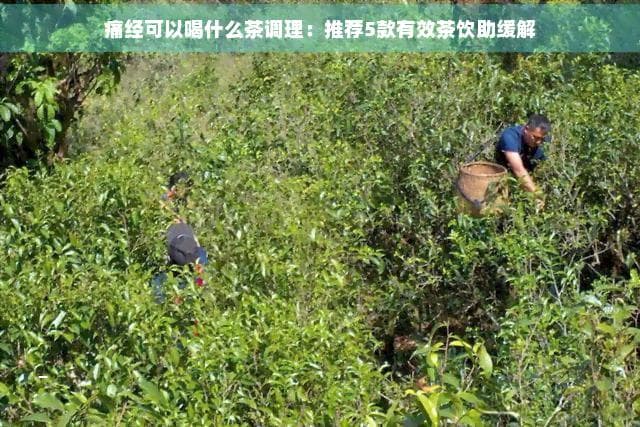 痛经可以喝什么茶调理：推荐5款有效茶饮助缓解