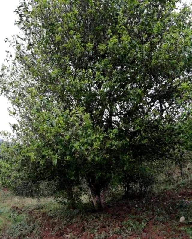 “紫芽”是一种茶树品种吗？详细聊聊云南的“紫芽茶”