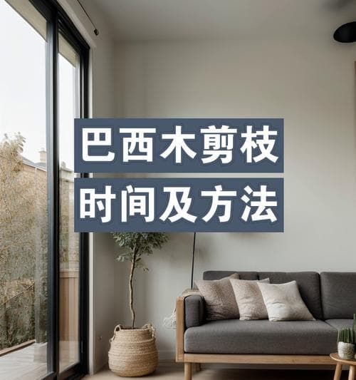 巴西木修剪技巧（如何正确地修剪巴西木？）