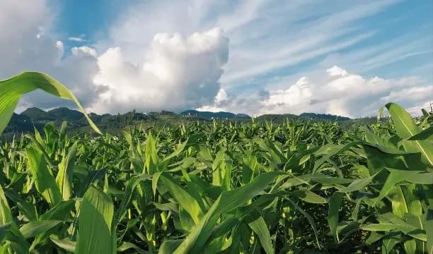 临床主要糖尿病治疗药物分类
