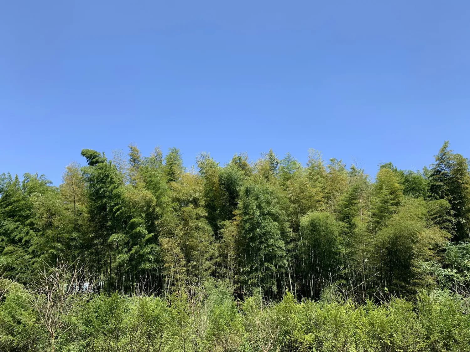 天目湖·南山竹海：常州外的绝美秘境