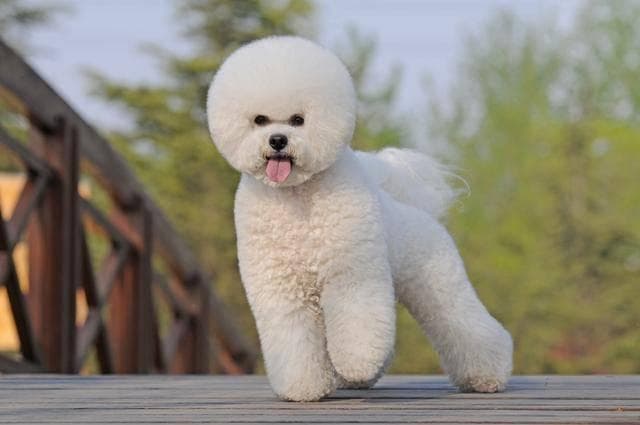 比熊犬养护完全指南：六大维度打造健康萌宠
