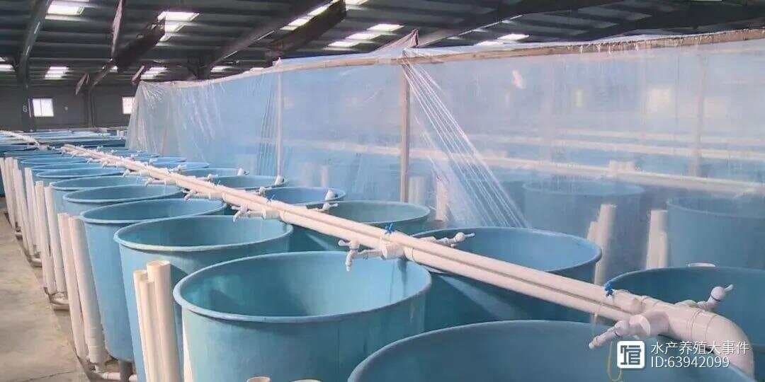 从沿海到全国，海马养殖行业迎来春天！带大家探索海马养殖的机遇与挑战！
