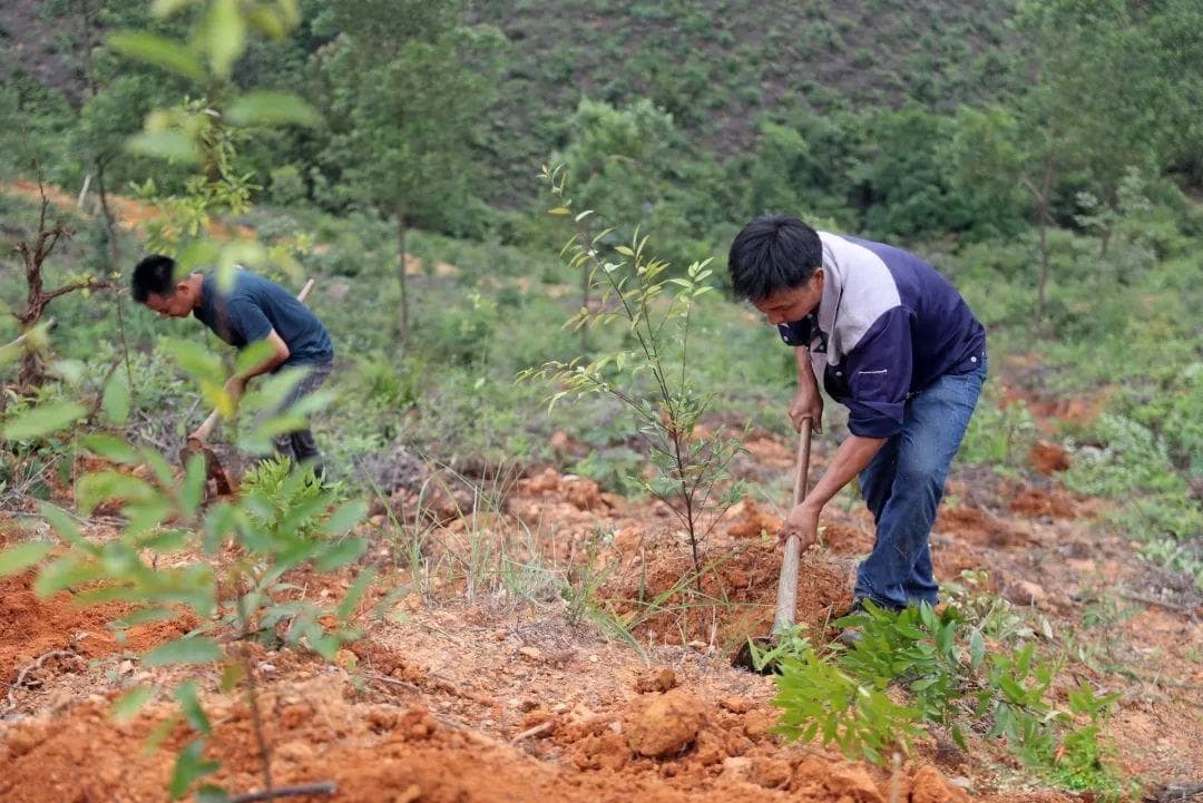 守牢生态家底 擦亮绿美底色！梅州国有林场积极探索森林可持续经营路径