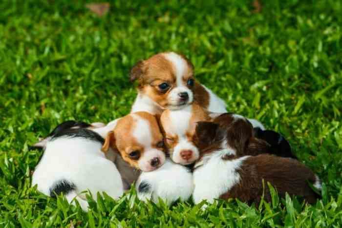 吉娃娃犬的价格与购买指南：如何选择一只健康的吉娃娃