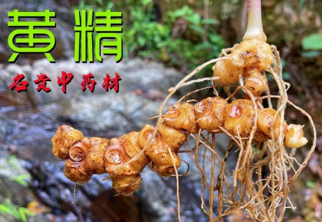黄精的食疗作用——太强大！