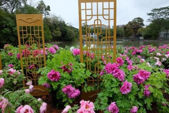 九大色系30多个品种齐齐亮相！“花中之王”等你来“品”