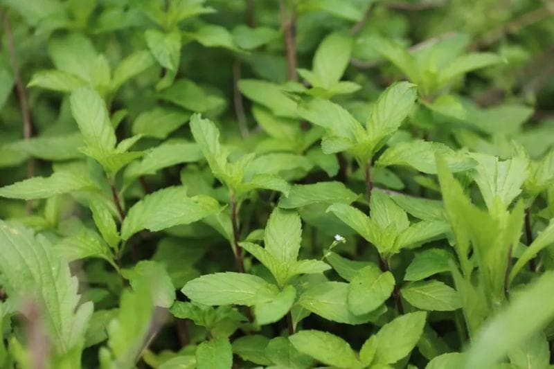 薄荷：疏风散热，辛凉解表的香草中药
