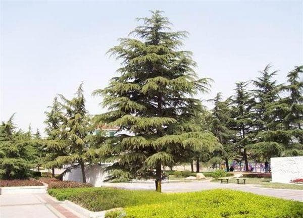 雪松种植指南：生长环境、繁殖方法与芽苗移栽